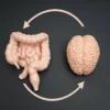 El eje intestino-cerebro: la autopista de doble sentido
